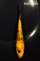 5.25" DOITSU KIN KI UTSURI