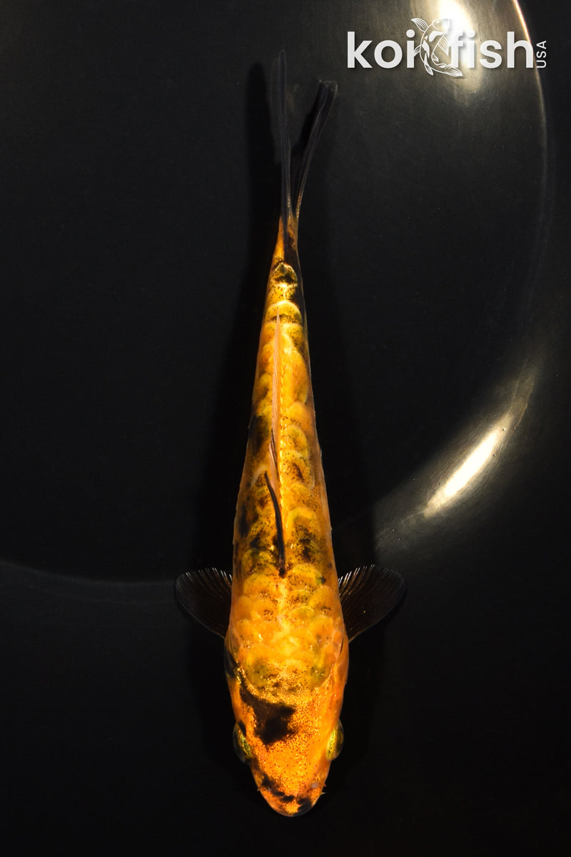 5.25" DOITSU KIN KI UTSURI