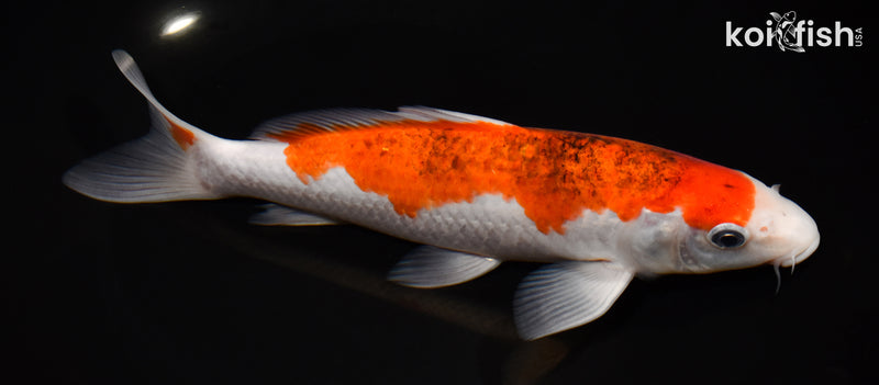 8.5" GOROMO
