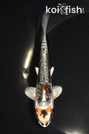 5.25" ARAGOKE BENI KIKOKURYU