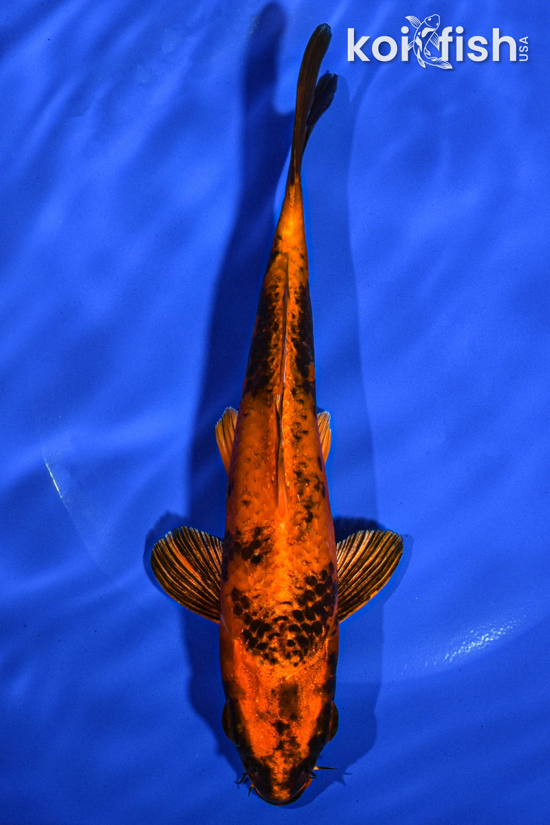 7" KIN HI UTSURI
