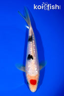 7.75" TANCHO GINRIN SANKE