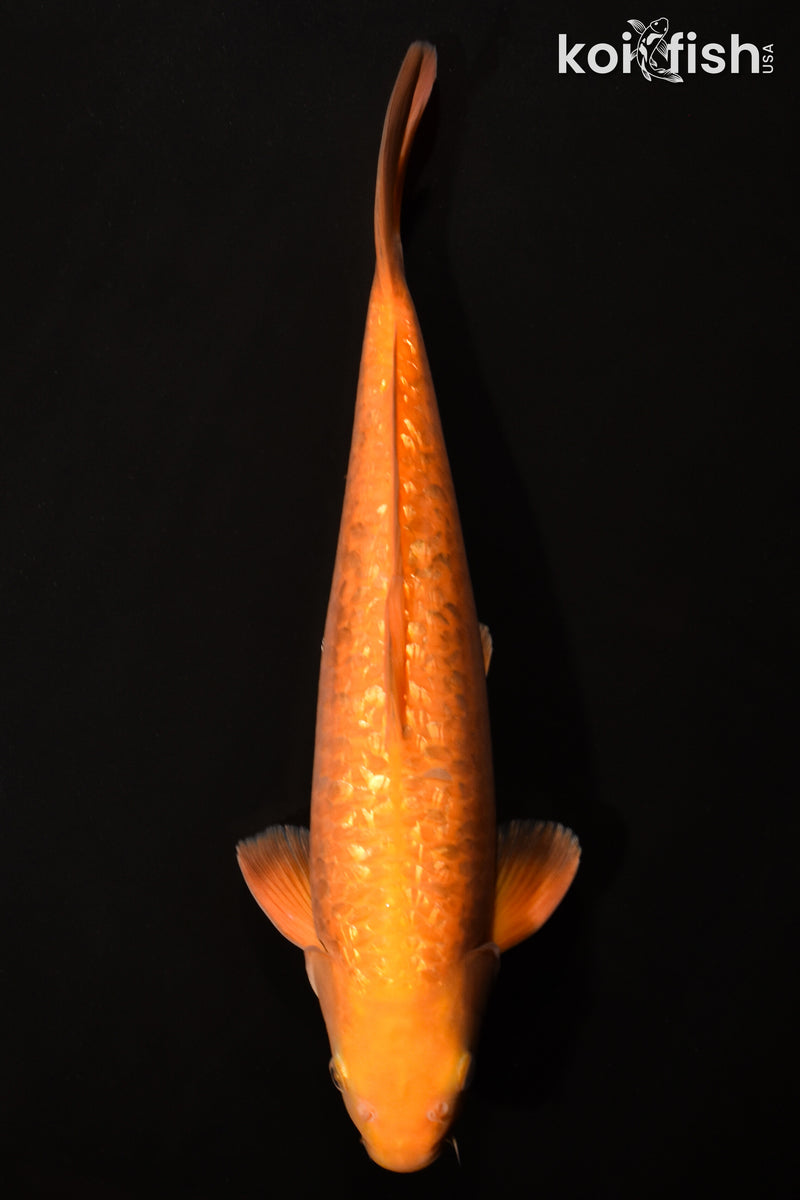 14.5" GINRIN CHAGOI