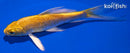 4.5" YAMABUKI OGON BUTTERFLY