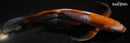 9.5" OCHIBA SHIGURE BUTTERFLY