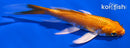 4.5" ORENJI OGON BUTTERFLY