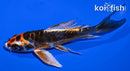 6" BENI KIKOKURYU BUTTERFLY