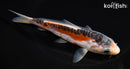 6.25" HI SHUSUI