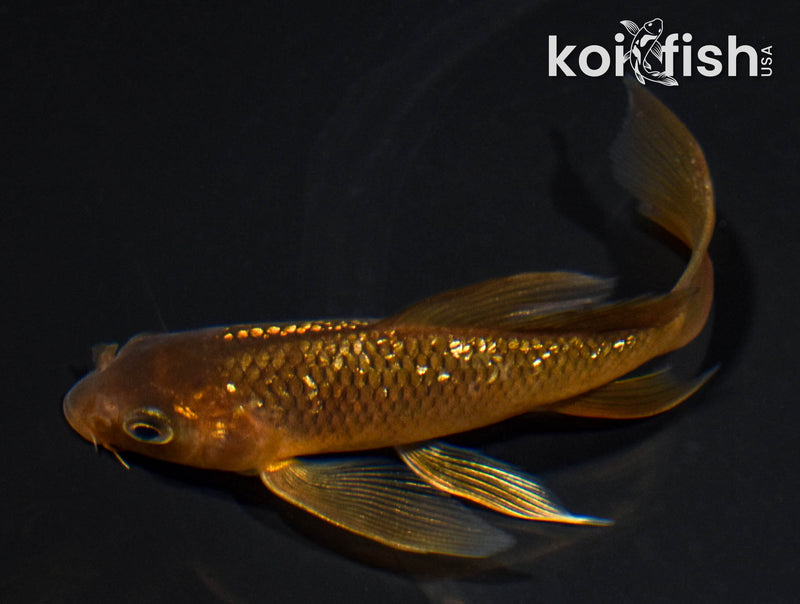 4.75" GINRIN CHAGOI BUTTERFLY
