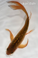 7.25" GINRIN CHAGOI BUTTERFLY