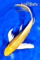 8.25" GINRIN HARIWAKE BUTTERFLY