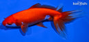 6.75" WAKIN GOLDFISH