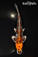 9" GINRIN BENI GINGA