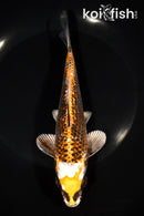 7.75" GINRIN BENI GINGA