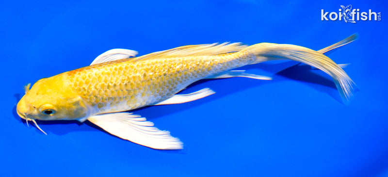 8.25" GINRIN HARIWAKE BUTTERFLY