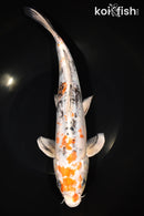 12.25" HEISEI NISHIKI