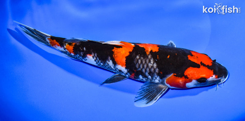 9.75" HI SHOWA