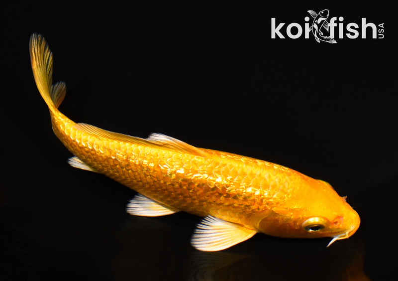 6" GINRIN YAMABUKI OGON