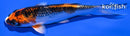 4.25" KUJAKU