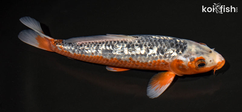 11.5" GINRIN ASAGI