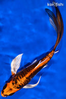 8" BENI KIKOKURYU BUTTERFLY