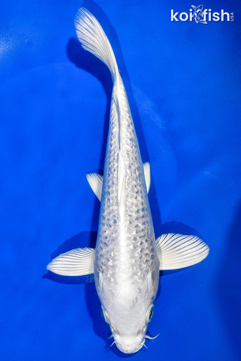 9" GINRIN PLATINUM OGON