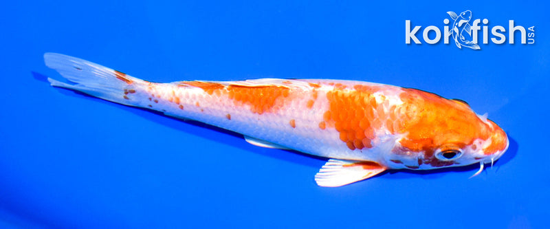 5.25" HARIWAKE
