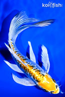 7.75" KIN KIKOKURYU BUTTERFLY