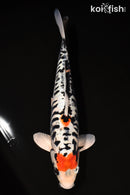 13.75" BENI KUMONRYU