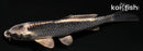 4.75" GIN MATSUBA