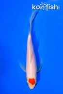 5.75" TANCHO KOHAKU BUTTERFLY