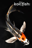 7.5" BENI GINGA BUTTERFLY