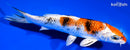 6.25" YAMATO NISHIKI