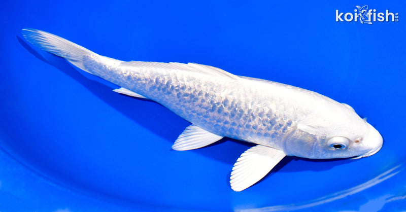 9" GINRIN PLATINUM OGON