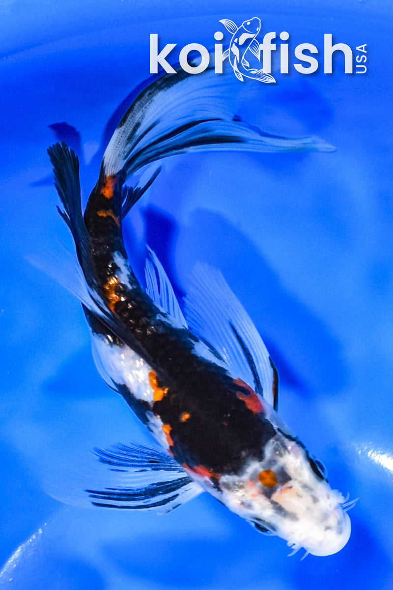 6.5" GINRIN SHOWA BUTTERFLY