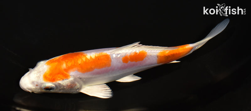6.5" KIKUSUI