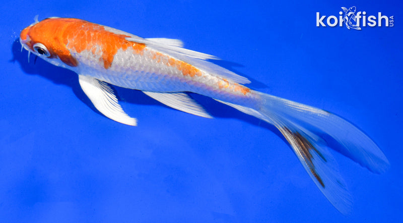 5.5" HARIWAKE BUTTERFLY