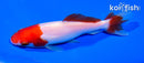 5" SARASA WAKIN GOLDFISH
