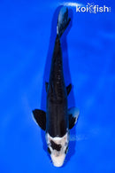 10.75" BENI KUMONRYU