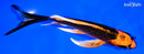 7.25" KIN ORENJI MATSUBA BUTTERFLY