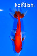 5.25" WAKIN GOLDFISH