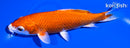 5.5" KUCHIBENI HARIWAKE