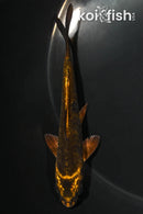 4.25" KIN KIKOKURYU