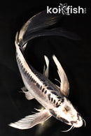 10.25" KIKOKURYU BUTTERFLY