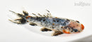 5.5" CALICO WAKIN GOLDFISH