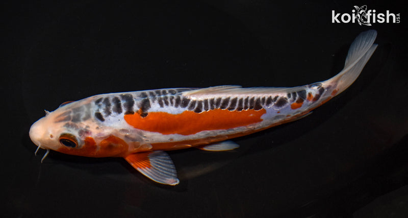 8.25" HI SHUSUI