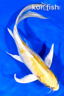 9.5" KUJAKU BUTTERFLY