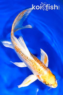 7.75" KUJAKU BUTTERFLY