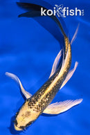 5.75" GINRIN KIN KI MATSUBA BUTTERFLY