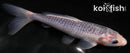 6.75" ASAGI